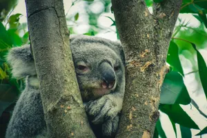 Close-up of a koala resting in a tree, showcasing its natural habitat and tranquility. jigsaw puzzle