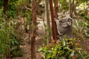 Adorable koala climbing a Eucalyptus tree in the Australian wilderness, showcasing natural habitat. jigsaw puzzle