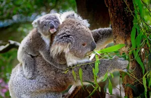 Mother koala with her joey clinging on a tree, showcasing natural Australian wildlife. jigsaw puzzle