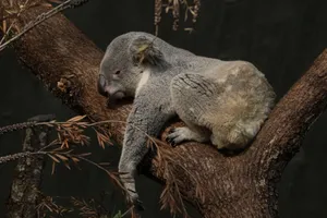 Peaceful koala resting on a tree branch, captured in Zürich. Perfect wildlife scene. jigsaw puzzle