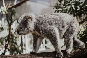 A detailed close-up of a koala perched on a tree branch in its natural Australian habitat. jigsaw puzzle