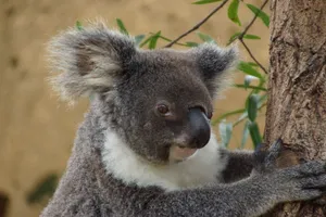 Adorable close-up of a koala hugging a tree outdoors, showcasing its fluffy fur. jigsaw puzzle