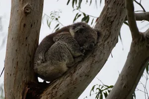 A serene koala sleeping on a eucalyptus branch amidst a natural environment. jigsaw puzzle