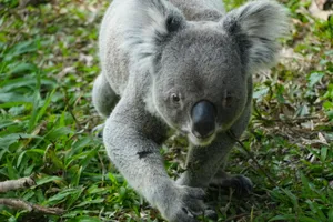 A curious koala walking on grass in a natural setting. jigsaw puzzle