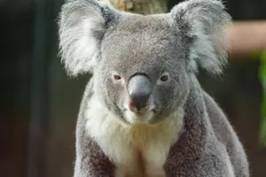 A detailed portrait of a koala showcasing its distinct features in a natural setting. jigsaw puzzle