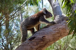 A koala climbing a eucalyptus tree in its natural habitat on a sunny day. jigsaw puzzle