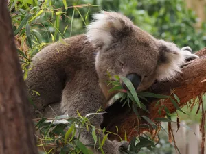 A peaceful koala enjoying eucalyptus leaves on a tree in Victoria's natural habitat. jigsaw puzzle