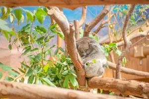 A serene koala sleeping on eucalyptus tree branches in a Hong Kong zoo habitat. jigsaw puzzle