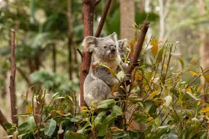 A koala perched in eucalyptus trees on the Gold Coast, showcasing its natural habitat. jigsaw puzzle