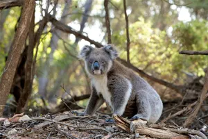 A koala in its natural habitat, captured in the wilds of South Australia. jigsaw puzzle