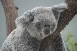 Adorable koala resting in a eucalyptus tree, showcasing nature's tranquility. jigsaw puzzle