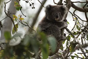 Charming koala perched in a eucalyptus tree. Perfect for nature and wildlife themes. jigsaw puzzle