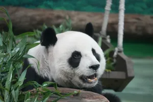 A giant panda chewing bamboo surrounded by greenery in a natural setting. Ideal for wildlife and nature themes. jigsaw puzzle