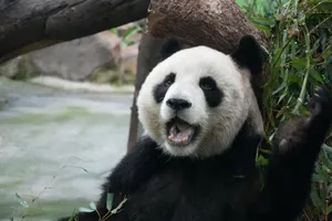 A giant panda joyfully eating bamboo in a lush, green environment, showcasing its playful nature. jigsaw puzzle