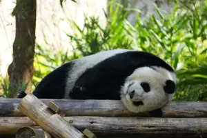 A giant panda relaxes on wooden logs surrounded by lush greenery. jigsaw puzzle
