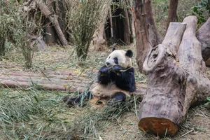 A giant panda eating bamboo in an outdoor natural setting, showcasing its wild behavior. jigsaw puzzle