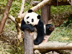 A giant panda resting on a log amidst green vegetation, showcasing its natural habitat. jigsaw puzzle