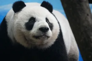 Detailed close-up of a giant panda in a natural setting. Captured outdoors, highlighting its facial features. jigsaw puzzle