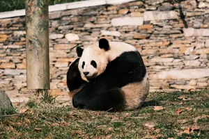 A cute giant panda sitting outdoors against a stone wall backdrop at a zoo. jigsaw puzzle