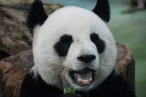 A delightful close-up shot of a giant panda munching on bamboo with a joyful expression. jigsaw puzzle