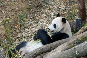 A giant panda lies on the ground munching on bamboo, surrounded by natural habitat. jigsaw puzzle