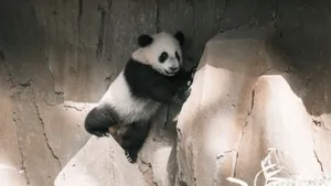 A young giant panda cub playfully climbs on a rocky terrain in its enclosure. jigsaw puzzle