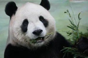 A charming close-up of a giant panda as it munches on fresh bamboo, highlighting its characteristic black-and-white fur. jigsaw puzzle