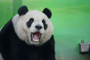Captivating image of a giant panda displaying its characteristic black-and-white fur and open mouth. jigsaw puzzle