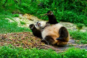 A giant panda munching bamboo, enjoying a playful moment in Chengdu Zoo, China. jigsaw puzzle