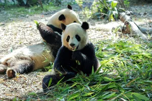 Two pandas enjoying bamboo in a natural zoo setting. jigsaw puzzle