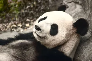 A peaceful giant panda rests comfortably, showcasing its distinctive black and white fur. jigsaw puzzle