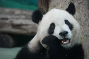 Close-up of a playful giant panda munching on bamboo near a tree. jigsaw puzzle
