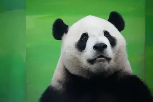 Portrait of a giant panda against a vibrant green backdrop, showcasing its distinct black and white coloring. jigsaw puzzle