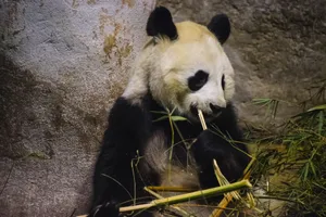 A giant panda peacefully eating bamboo in a zoo setting, surrounded by natural foliage. jigsaw puzzle