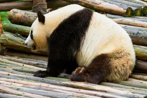 A cute giant panda lounging on bamboo logs at Chengdu Zoo, showcasing its distinctive black and white fur. jigsaw puzzle