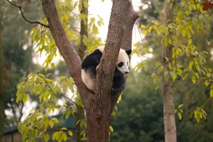 A serene giant panda resting comfortably on a tree branch in Chengdu's lush environment. jigsaw puzzle