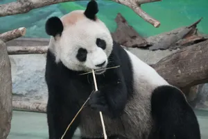 Close-up of a giant panda munching on bamboo in a naturalistic zoo setting. jigsaw puzzle
