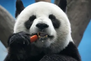 Close-up of a giant panda enjoying a carrot, highlighting its expressive face. jigsaw puzzle