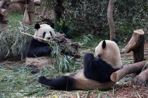 Two giant pandas relaxing and eating bamboo in an outdoor zoo setting. jigsaw puzzle