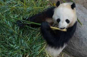 A giant panda enjoys bamboo at a zoo in Frederiksberg, Denmark. jigsaw puzzle
