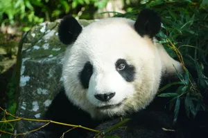 Adorable giant panda resting in a lush bamboo forest, showcasing its charming face. jigsaw puzzle