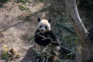 A giant panda sitting outdoors leisurely eating bamboo in a sunlit natural habitat setting. jigsaw puzzle