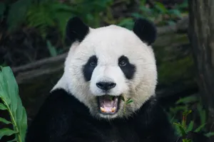 A giant panda close-up chewing bamboo in a lush forest setting. jigsaw puzzle
