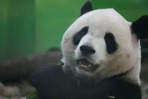 Adorable giant panda munching on bamboo, showcasing its distinct black and white fur in a serene setting. jigsaw puzzle