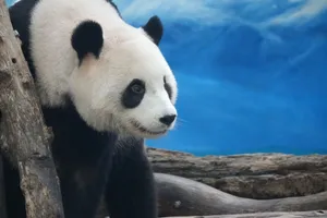 Giant panda in its natural habitat with a serene blue background. Captured in detail. jigsaw puzzle