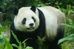 Giant panda standing amidst lush greenery, showcasing its iconic black and white fur. jigsaw puzzle