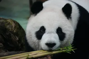Adorable giant panda munching on bamboo, showcasing its distinct black and white fur. jigsaw puzzle