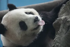 Close-up of a giant panda showing its playful side by sticking out its tongue. jigsaw puzzle