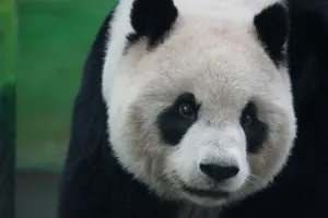 A close-up photo of a giant panda in a lush green environment. jigsaw puzzle