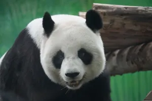 A detailed close-up photo of a giant panda gazing forward, surrounded by greenery. jigsaw puzzle